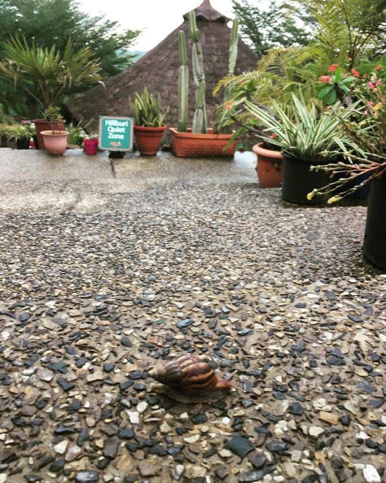 121165897 4040601212621775 6697597341506589599 n 768x960