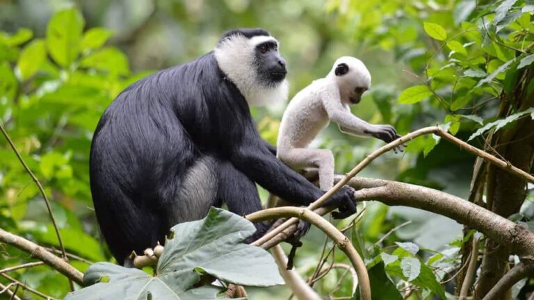 275292859 102849419044403 6002068161111290642 n 768x432