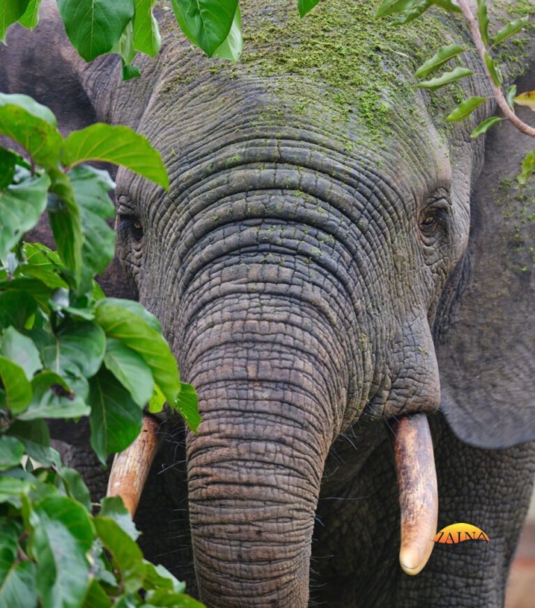 413980082 694695962766635 5507097601540746822 n 768x873