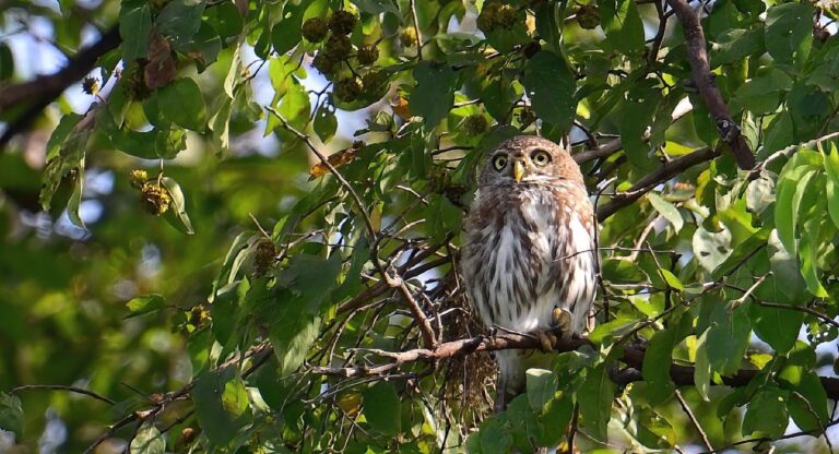 Pearl spotted Owlet Mole NP 20231102 8968 OF VB kopia 768x416