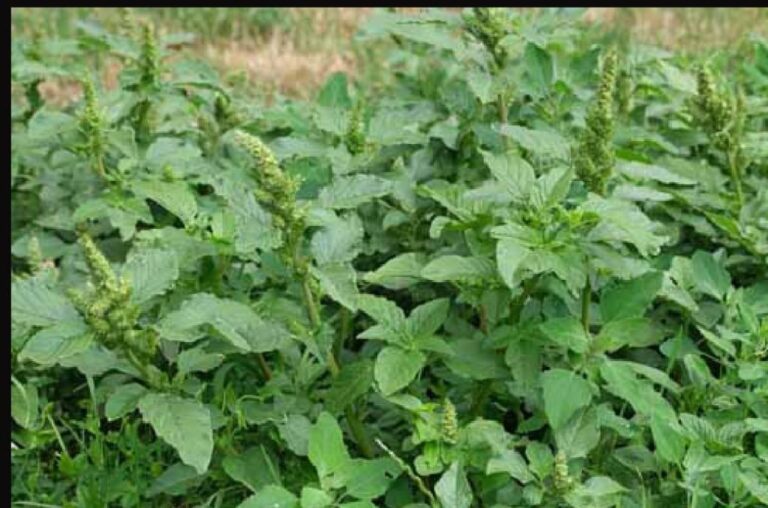 WhatsApp Image 2024 10 22 at 09.58.54 e7df793a 1024x677 1 768x508