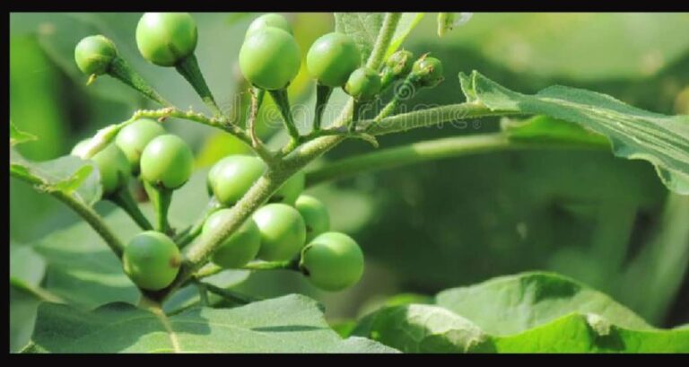 WhatsApp Image 2024 10 29 at 00.18.33 996a85fb 1024x545 1 768x409