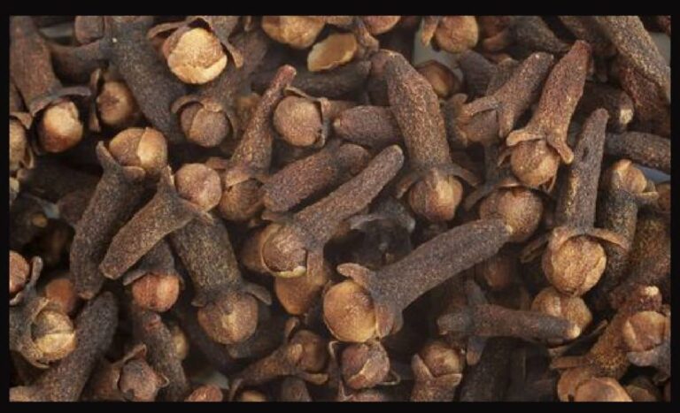 WhatsApp Image 2024 10 30 at 08.04.42 ed1f1fb3 1024x622 1 768x467