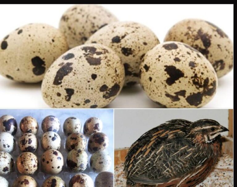 WhatsApp Image 2024 11 09 at 09.56.55 cead1f33 1024x807 1 768x605