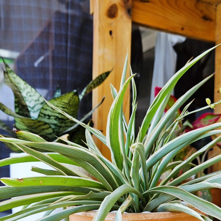 469199907 548068001319598 1274484073782145580 n 768x768